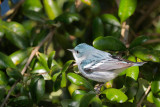 Cerulean Warbler