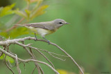 Philadelphia Vireo