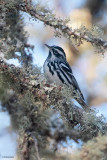 Black-and-White Warbler