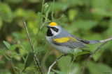 Golden-winged Warbler