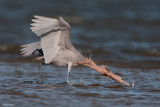 Reddish Egret