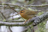 Worm-eating Warbler