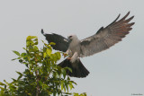 Mississippi Kite