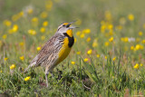 Eastern Meadowlark