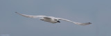 Gull-billed Tern