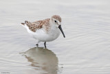 Western Sandpiper