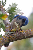 California Scrub Jay