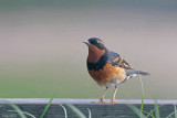 Varied Thrush