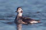 Long-Tailed Duck