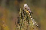 Scissor-tailed Flycatcher