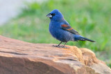 Blue Grosbeak