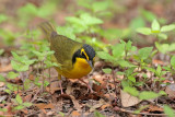 Kentucky Warbler