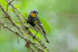 Audubons Yellow-rumped Warbler