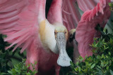Roseate Spoonbill Hug