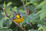Canada Warbler