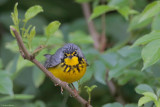 Canada Warbler