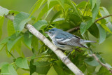 Cerulean Warbler