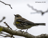 5F1A8195_Yellowrump_Warbler_.jpg