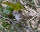 5F1A8255_Chipping_Sparrow_.jpg