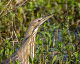 5F1A8837_American_Bittern_.jpg