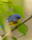 5F1A8915_Northern_Parula_.jpg