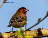 5F1A8938_House_Finch_.jpg