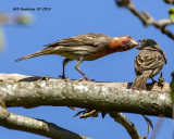 5F1A9058_House_Finch_.jpg