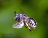 5F1A9331_Xylocopa_tabaniformis_parkinsoniae_.jpg