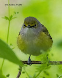 5F1A9451_Whiteeyed_Vireo_.jpg