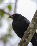 5F1A9501_Bronzed_Cowbird_.jpg