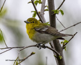 5F1A9590_Yellowthroated_Vireo_.jpg