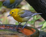 5F1A9780_Prothonotary_Warbler_.jpg