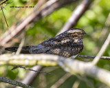 5F1A0054_Common_Nighthawk_.jpg