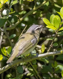 5F1A0563_edeyed_Vireo_.jpg