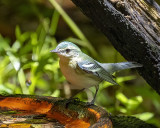 5F1A0524_Cerulean_Warbler_f_.jpg