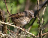 5F1A0707_Lincolns_Sparrow_.jpg