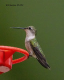 5F1A1090_RT_Hummingbird_.jpg