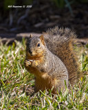 5F1A5970_Fox_Squirrel.jpg