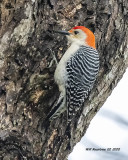 5F1A6319 Red-bellied Woodpecker .jpg