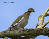 5F1A6456 White-wing Dove .jpg