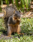 5F1A6681 Fox Squirrel .jpg