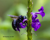 5F1A7398  Two-spotted Longhorn (Melissodes bimaculatus) .jpg