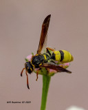 5F1A7518 Potter and Mason Wasps (Eumeninae) .jpg