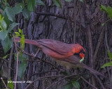 5F1A7940 Cardinals shopping together .jpg