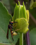 5F1A8548 Potter and Mason Wasps (Eumeninae)  Ancistrocerus .jpg