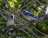 5F1A8801 Bluejay and son .jpg