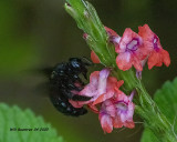 5F1A9155 Southern Carpenter Bee .jpg