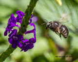 5F1A9506 Horsefly -like Carpenter Bee .jpg