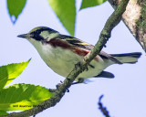 5F1A0787 Chestnut-sided Warbler .jpg