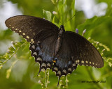 5F1A1058 Spicebush Swallowtail .jpg